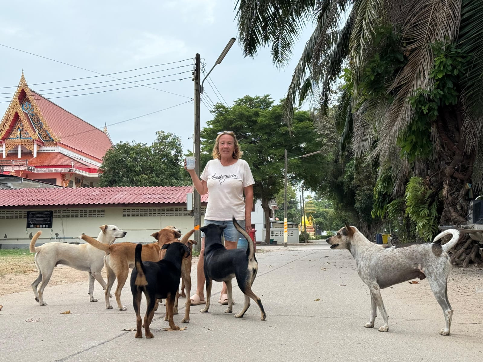 Care of temple dogs and surroundings