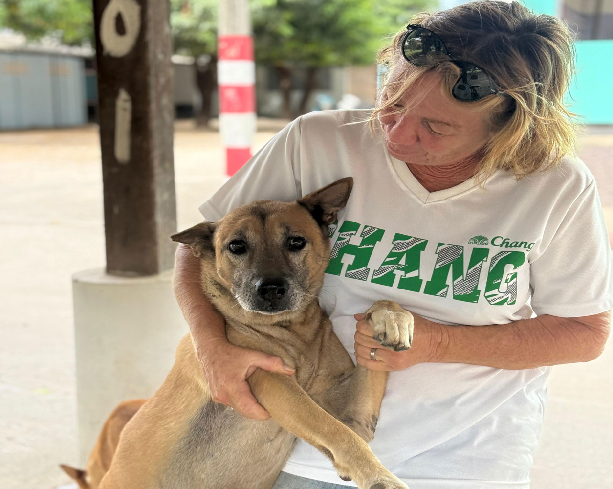 Dogs at Wat Nairai