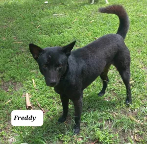 Freddy